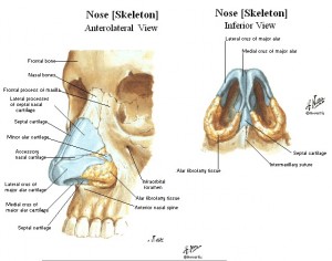 Nasal cartilage